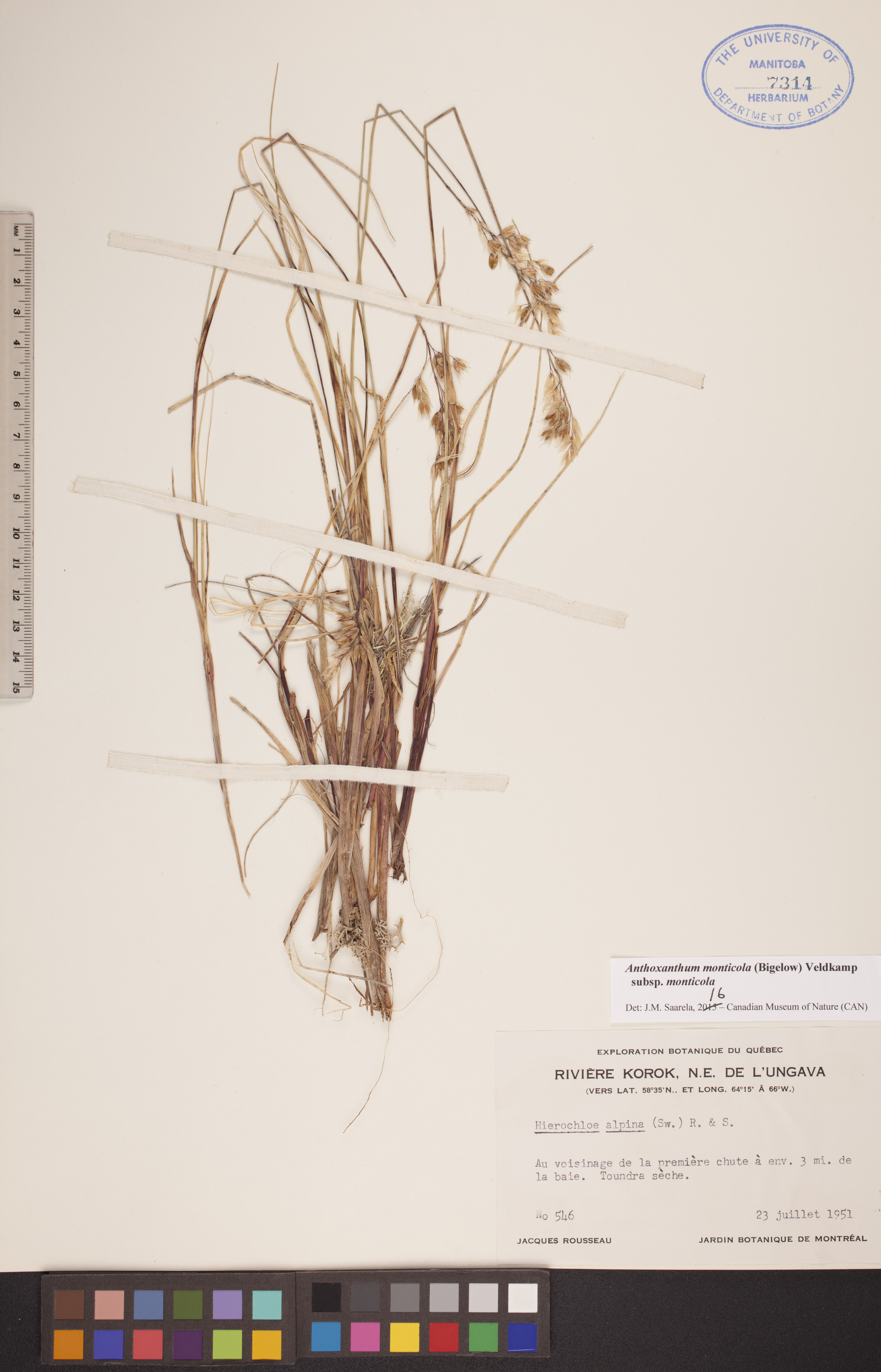 Anthoxanthum monticola subsp. monticola image